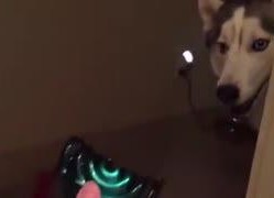 主人调教视频国产,从调教视频看国产崛起之路