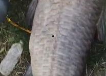 青鱼视频在线观看国产,青鱼视频带你领略国产影视魅力